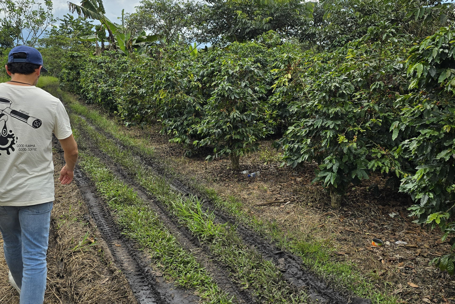 KAVA Kaffeeplantage Peru organisch