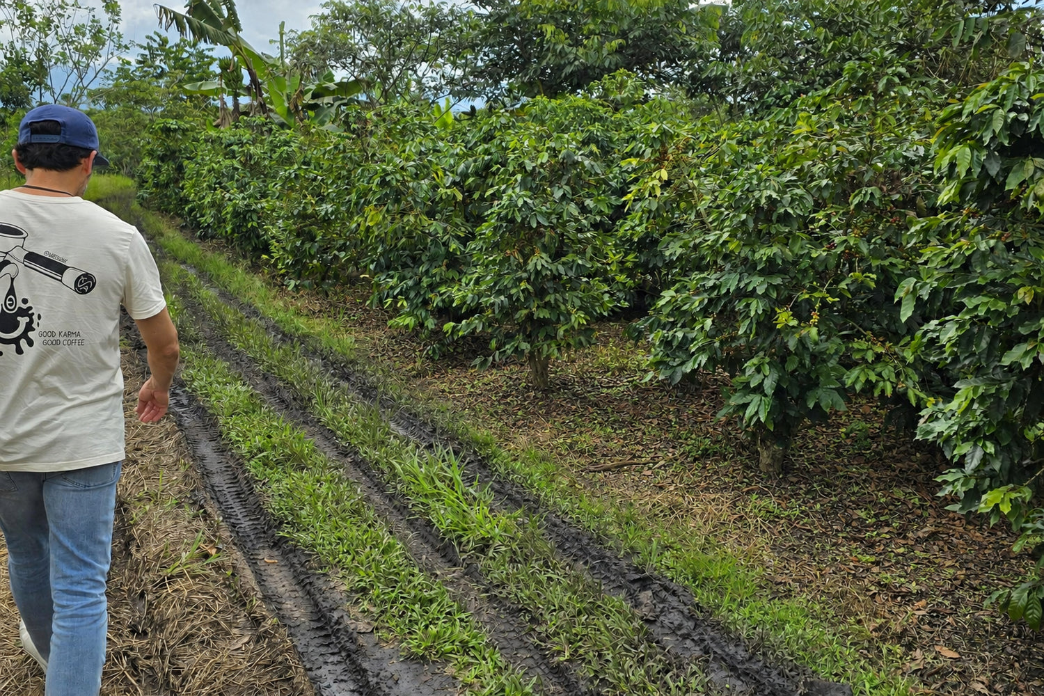 KAVA Kaffeeplantage Peru organisch